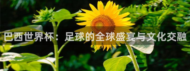 世界杯预选赛赛程：巴西世界杯：足球的全球盛宴与文化交融